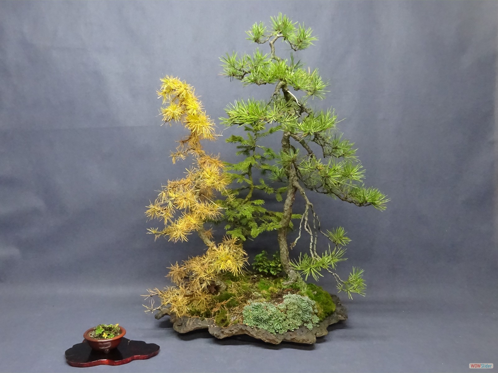 Larix, Picea, Pinus Baumgruppe - 69 cm - Tablett Deutschland