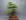 Juniperus chinensis  - 57 cm - Schale Deutschland
